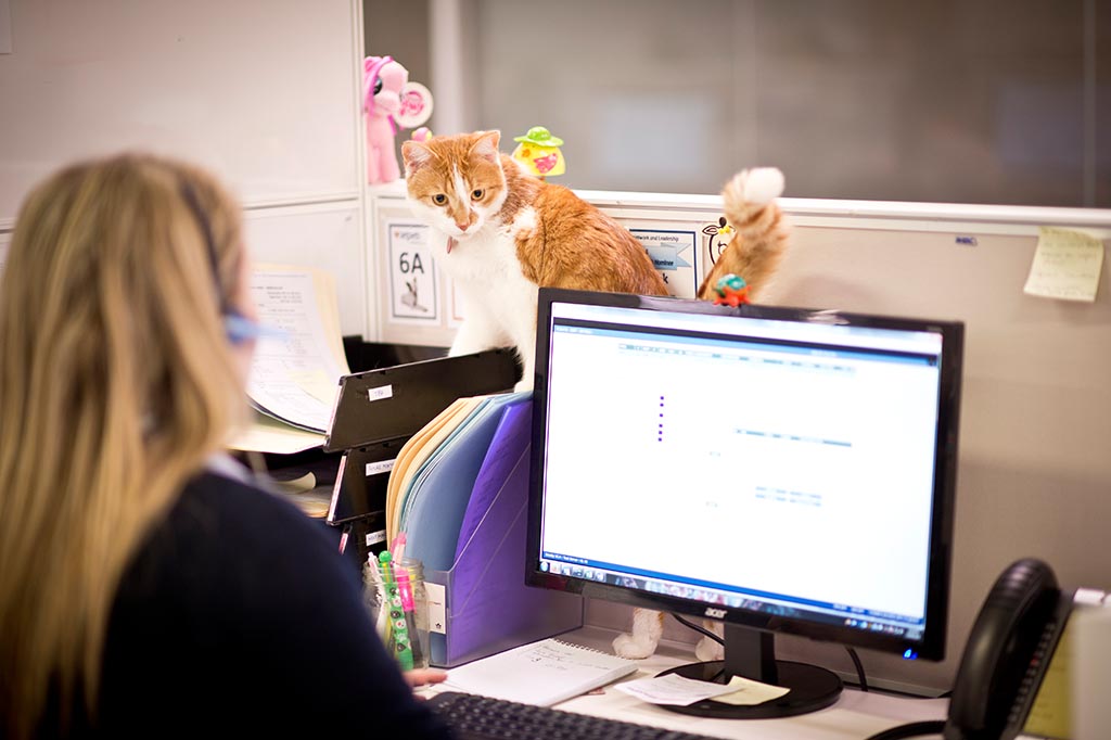 International Pet Transport to Canada Jetpets NZ