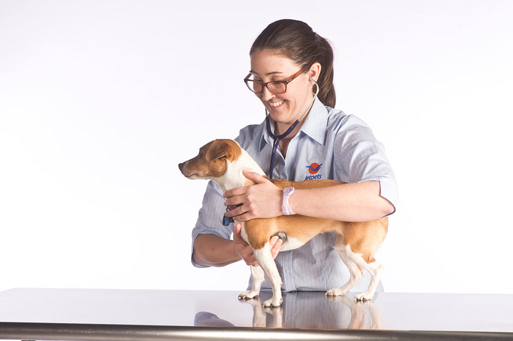 Door to door deals pet transportation