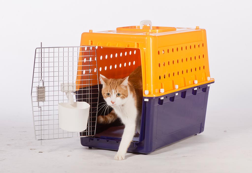 Overseas Pet Transport into New Zealand Jetpets NZ