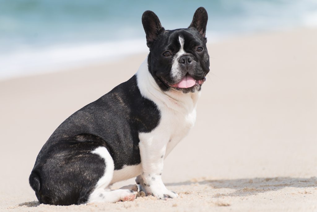 Adorable french bulldog seated on the beach