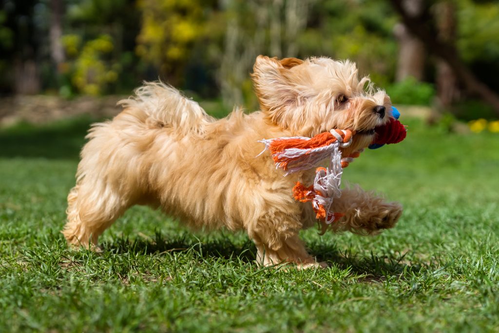 Dog playing outside