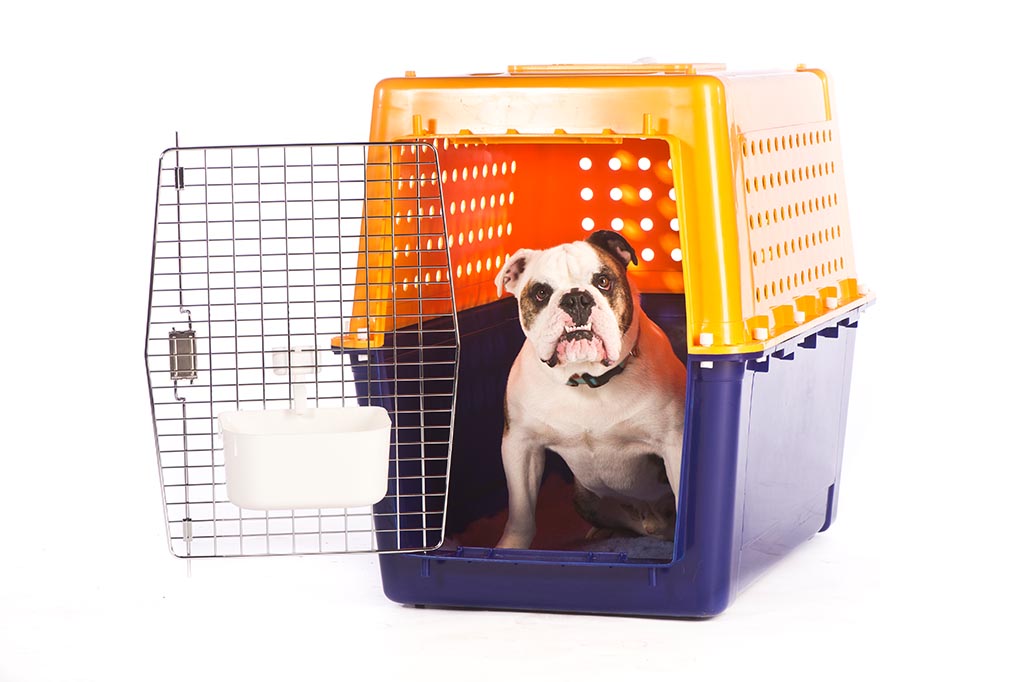 Airline Approved Dog & Cat Pet Travel Crates In NZ Jetpets NZ