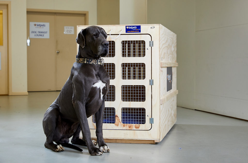 Selecting the Right Sized Pet Travel Crate - Jetpets NZ