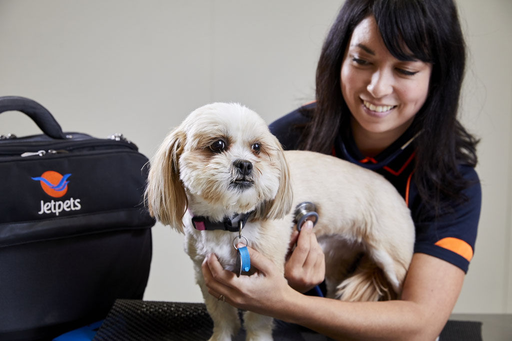 vet for pet travel nz