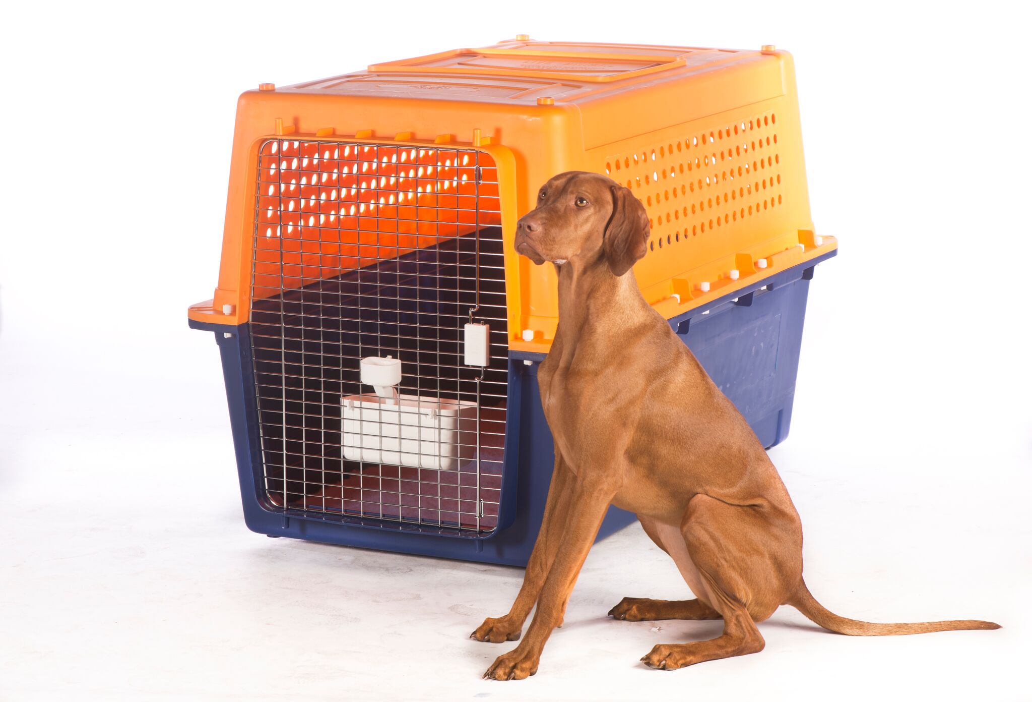 flight approved dog crate