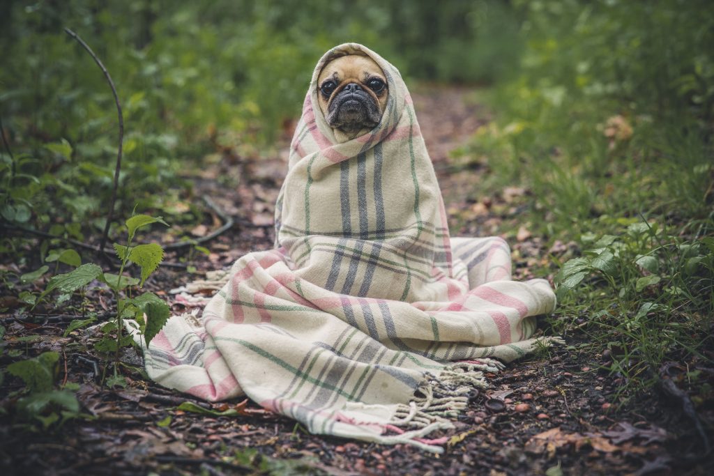 pug in blanket