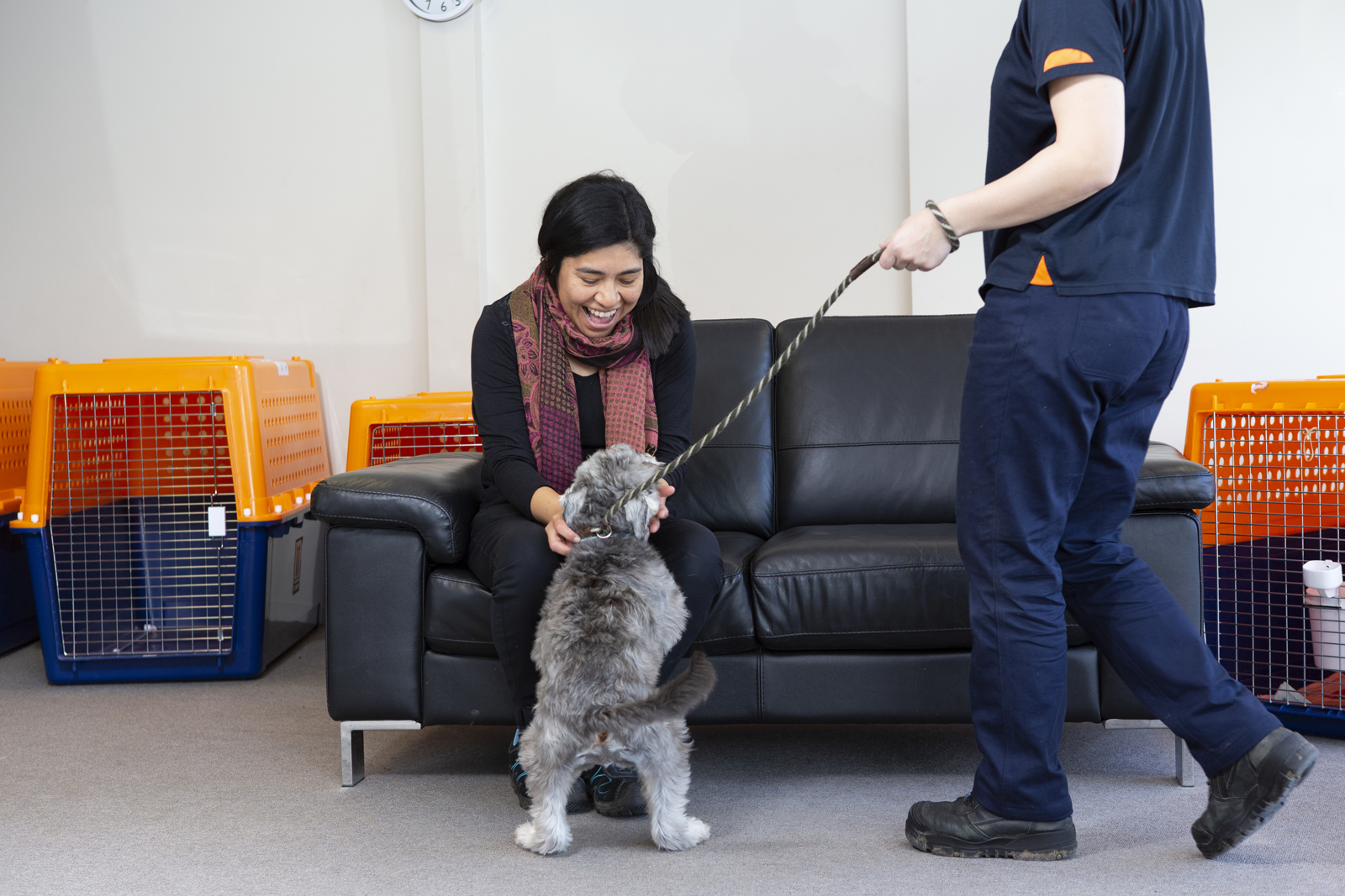 Overseas Pet Transport from New Zealand Jetpets NZ