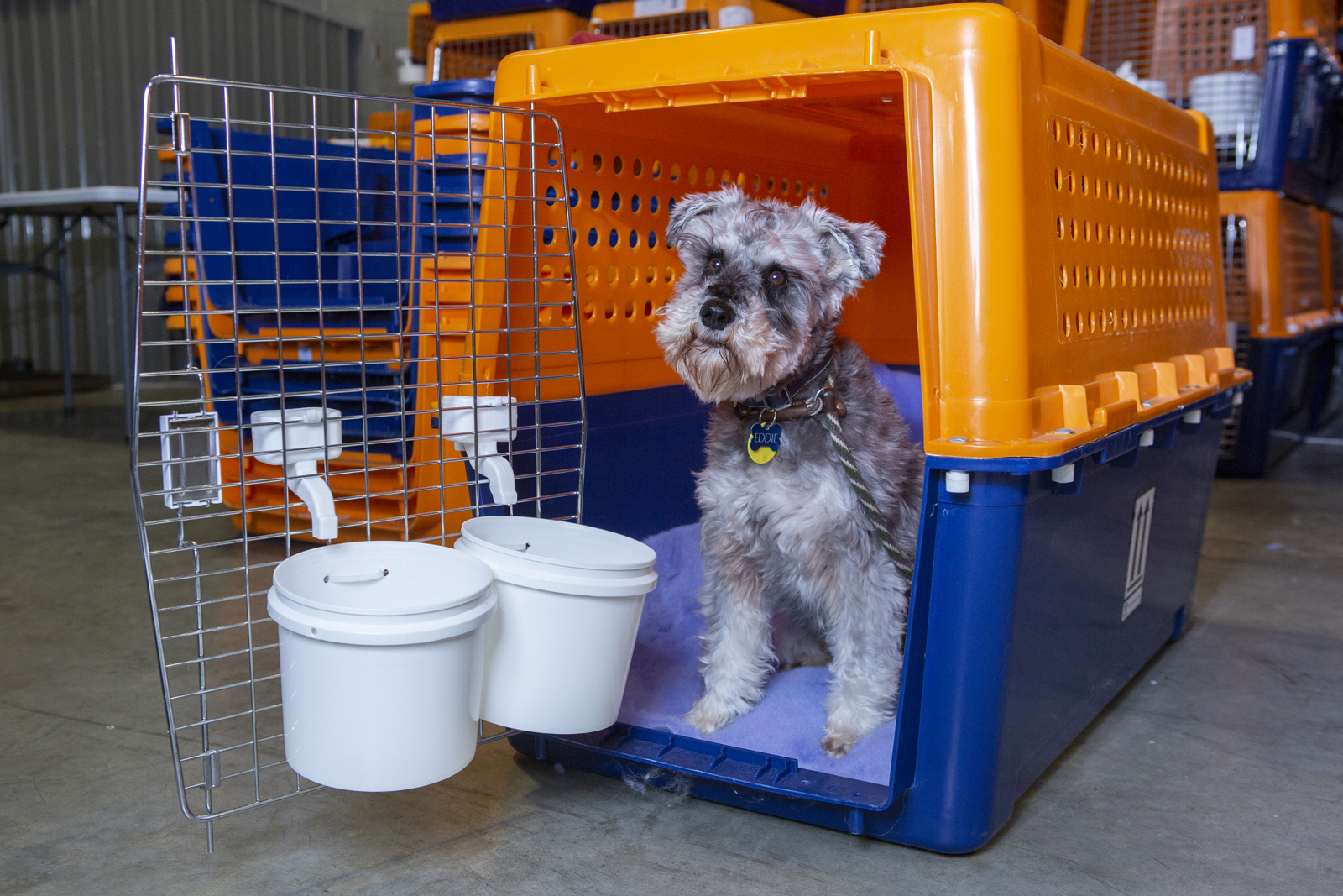 Overseas Pet Transport into New Zealand Jetpets NZ