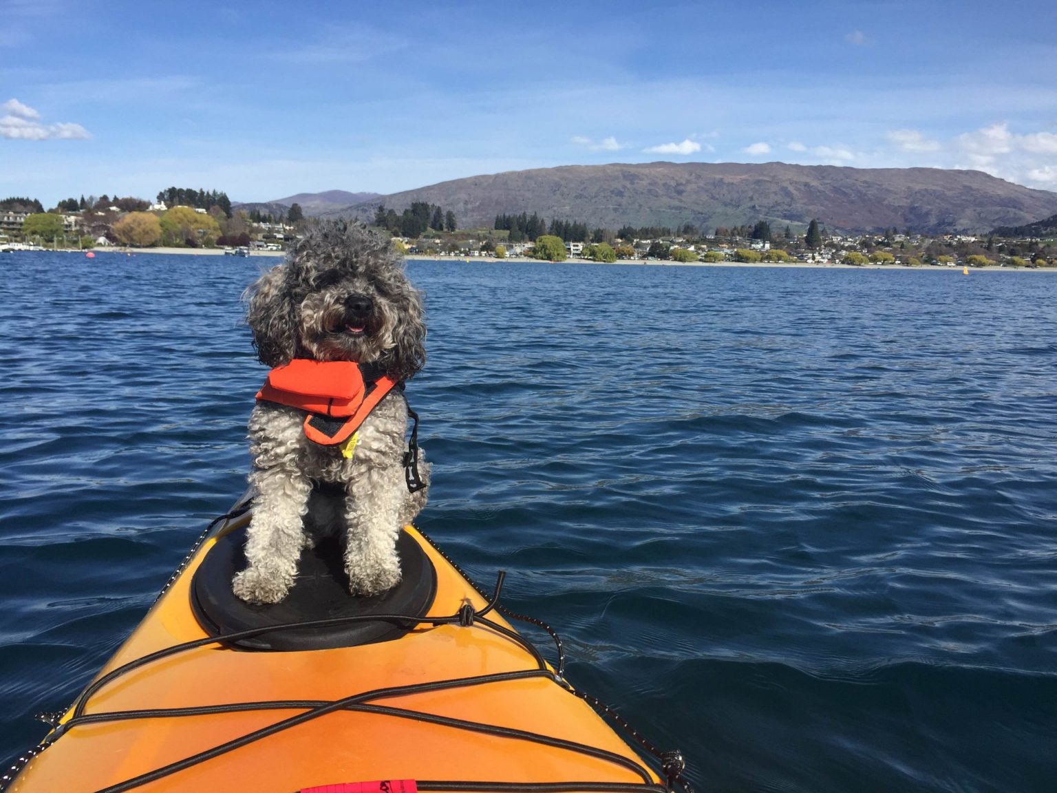 Taking a Dog from NZ to Australia Moving to AUS with Dog Jetpets NZ