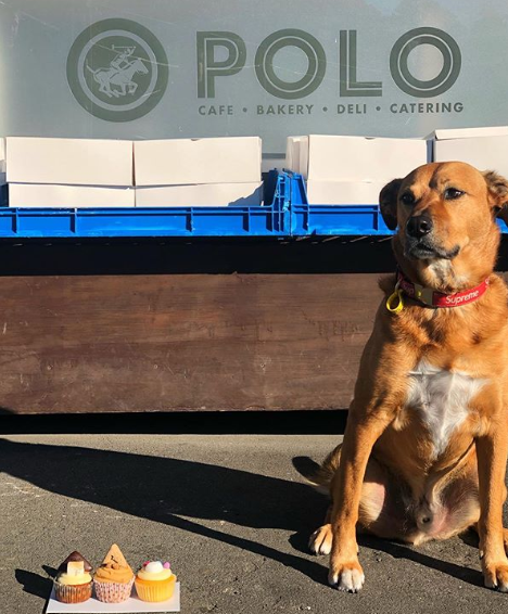 cafe polo wellington pet friendly