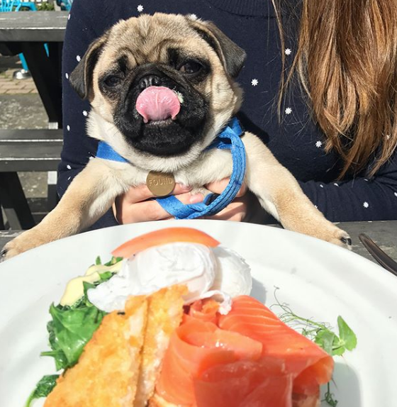 cafe thyme wellington pet friendly
