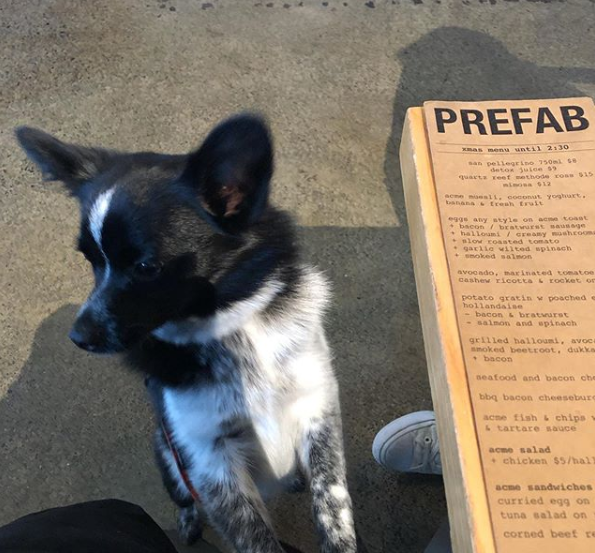 prefab dog friendly cafe wellington | Jetpets NZ