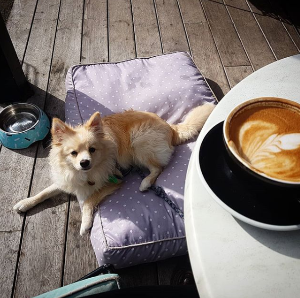 the botanist pet friendly cafe wellington