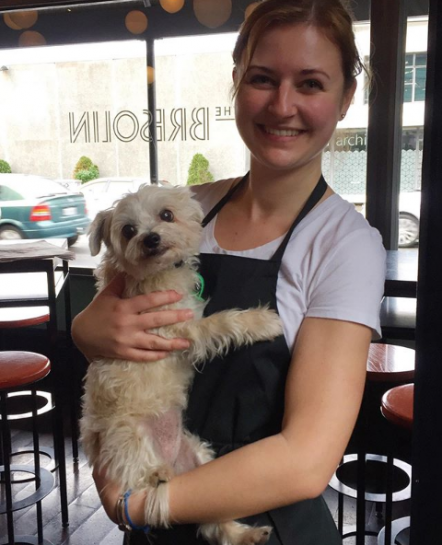 the bresolin wellington dog friendly cafe