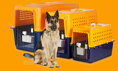 pet air travel nz