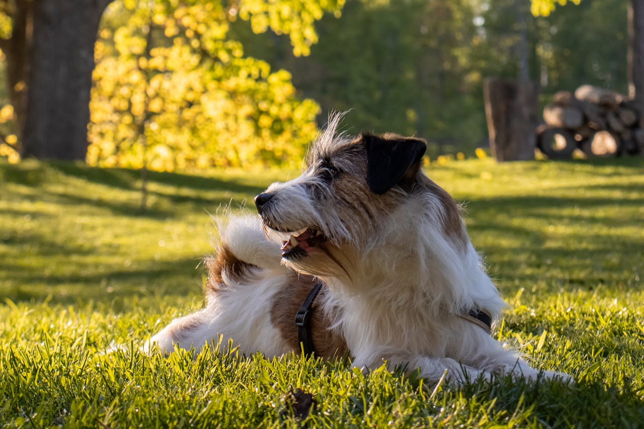 dog at a park